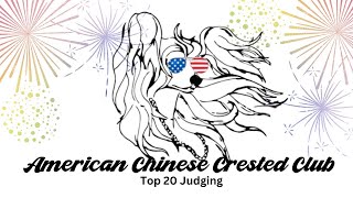 American Chinese Crested Club  Top 20 Judging