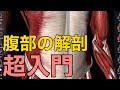 【腹部の解剖・超入門】腹部の解剖の全体像をざっくり解説してみた