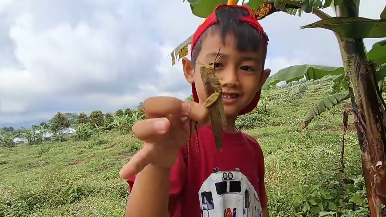 Menangkap Belalang Kayu besar dan Luwing Raksasa ‼️ - Arfan Daily
