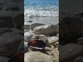 beautiful sea shell 🐚☀️🌊#seashell #shell#waves#beach #youtubeshorts#lifeisbutadream #shortvideo#yt