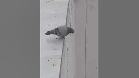 Wee meme #Shorts #funny #Wee #meme #animals #funnyvideo #viral #tiiktok