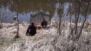 Nova Scotia Duck Tolling Retriever  tolling