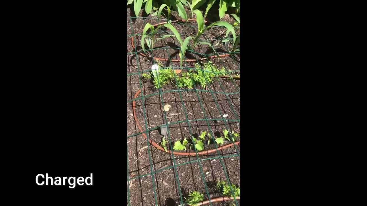 Charged vs Uncharged Seed Growth