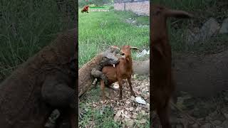 komodo dragon attack goat kwgsjsnsa 😰😨😱😭 #animals #shorts #amazing #fblifestyle0