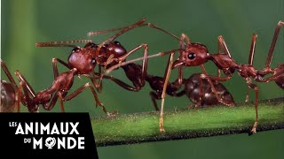 Les secrets de la jungle d'Afrique - les fourmis