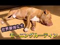【ルーティン】最強な犬種ピットブルの日常!Morning routine!カリカリの咀嚼音、ASMRあり!