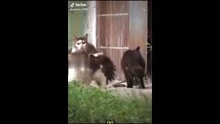 Delirtmeyin Lan Beni Tiktok