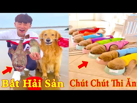 Thú Cưng TV | Dương KC Pets | Gia Đình Gâu Đần #20 | Chó Golden thông minh vui nhộn | funny cute dog