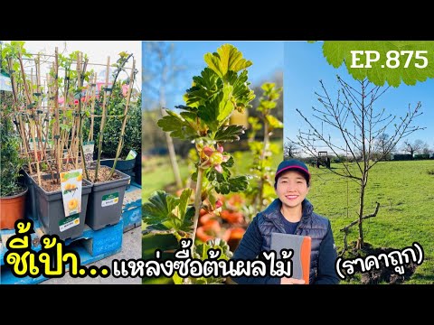 ชี้เป้าแหล่งซื้อต้นผลไม้ราคาถูกเว่อร์ (ใครอยู่ใกล้ต้องจัด) Fruit Trees Shopping/แขมรอินเตอร์