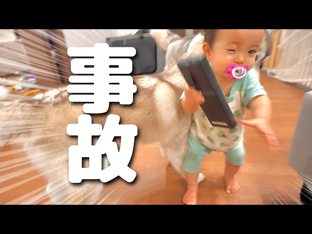 A one-year-old boy was caught in a fight between two large