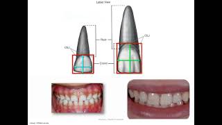 Difference between primary & permanent dentition