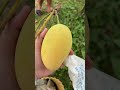 Thăm vườn xoài