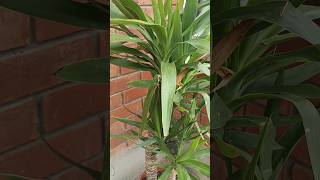 Yucca elephantipes | plants | shorts | nature
