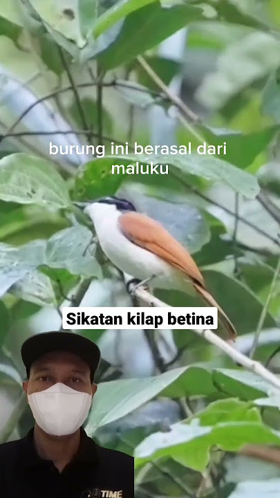 Burung sikatan kilap #shorts #burung