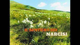 La meraviglia del SENTIERO DEI NARCISI