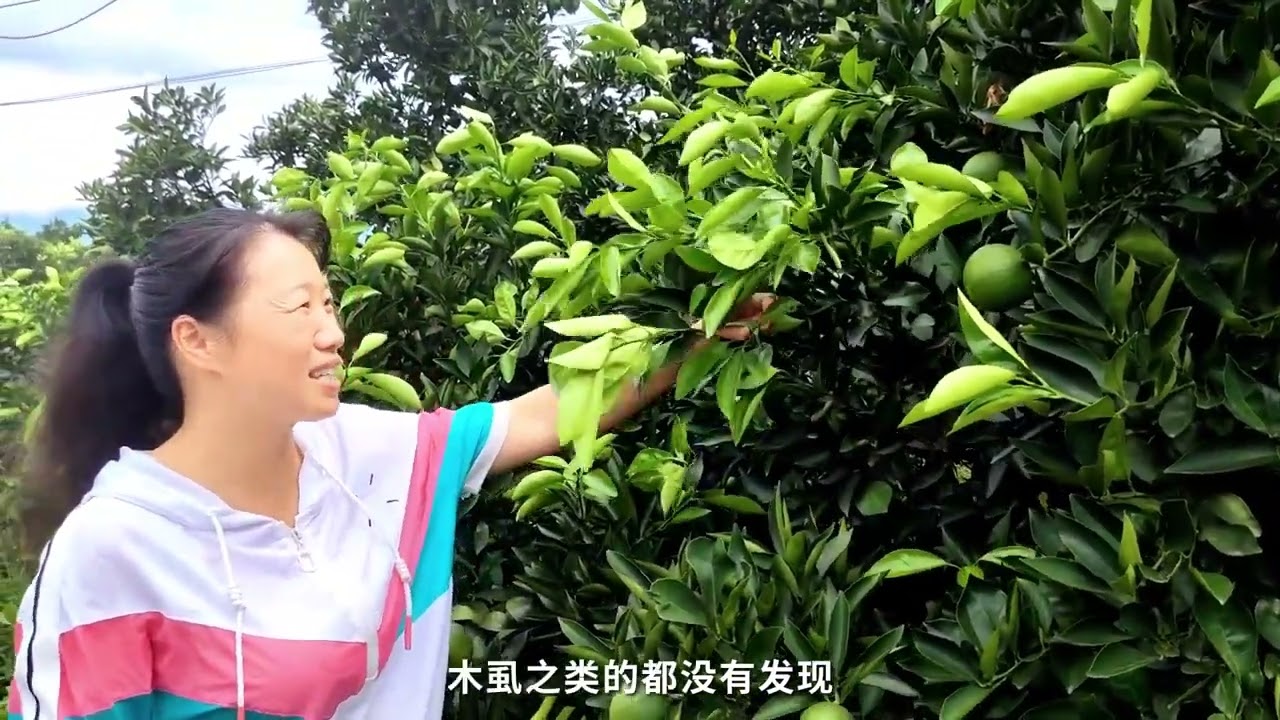 Still have headaches of  psyllid   Check out this 