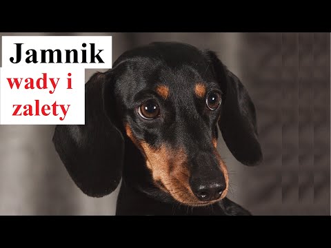 Wideo: Różnica Między Jamnikiem A Jamnikiem Miniaturowym