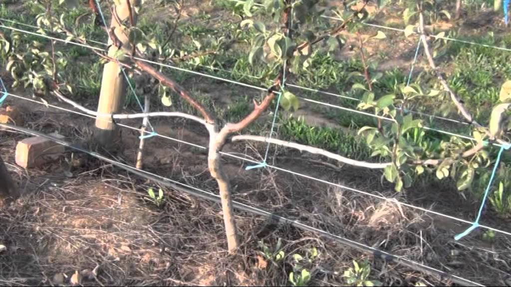 Removing unwanted growth points on young pear trees - YouTube