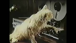70S Ads Meow Mix Backward Meow Reel To Reel 1978 Restoration