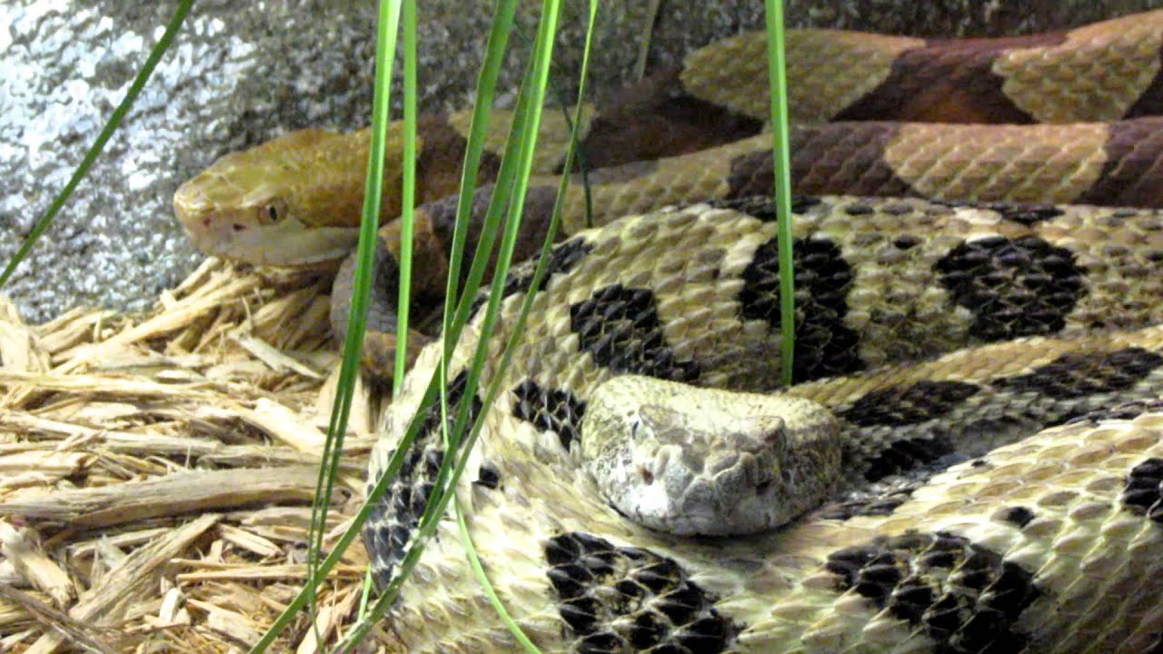 COPPERHEAD & COTTONMOUTH SNAKES YouTube