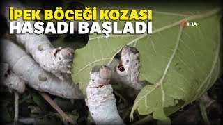 Bursada İpek Böceği Kozası Hasadı Başladı