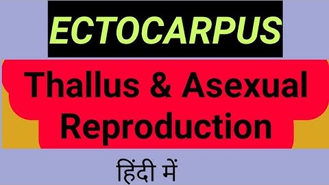 ectocarpus algae | thallus structure | | cell structure | | Asexual reproduction | #ectocarpusalgae