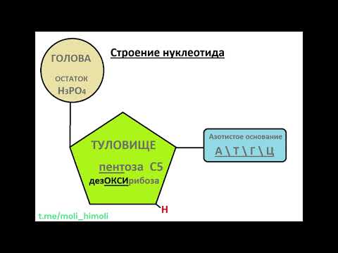 Решение задачи : строение молекулы ДНК