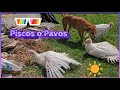 Como Criar PAVOS O PISCOS? La vida cotidiana en una granja. Los Biorganicos Ecologicos !
