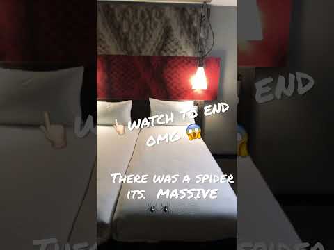 HUGE SPIDER IN HOTEL ROOM Spider Shorts Shortsfeed Walnutwhipx 