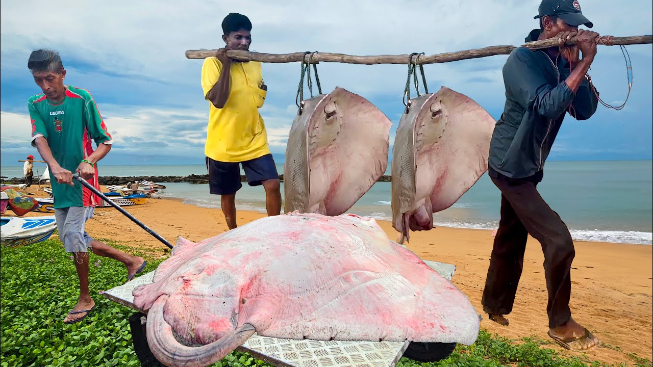 Unique! Best Street Village Biggest Fish Farm And Super Fishmarket Sri Lanka