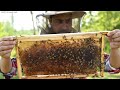 Honey bee farming apiculture  beekeeping kashmir