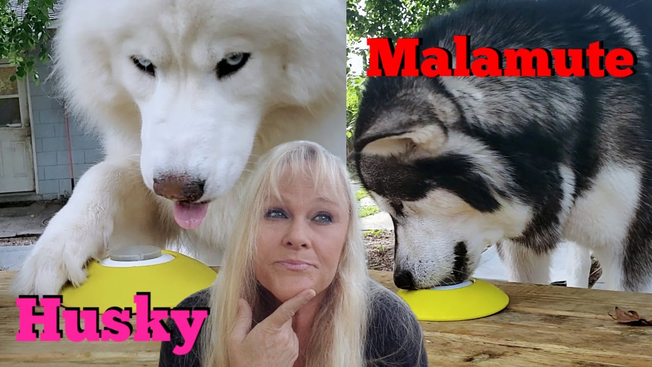 malamute intelligence