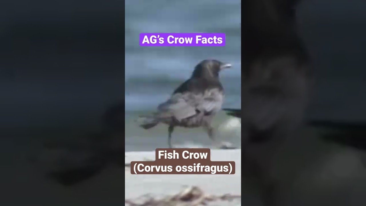 AG’s Bird Facts - Fish Crow