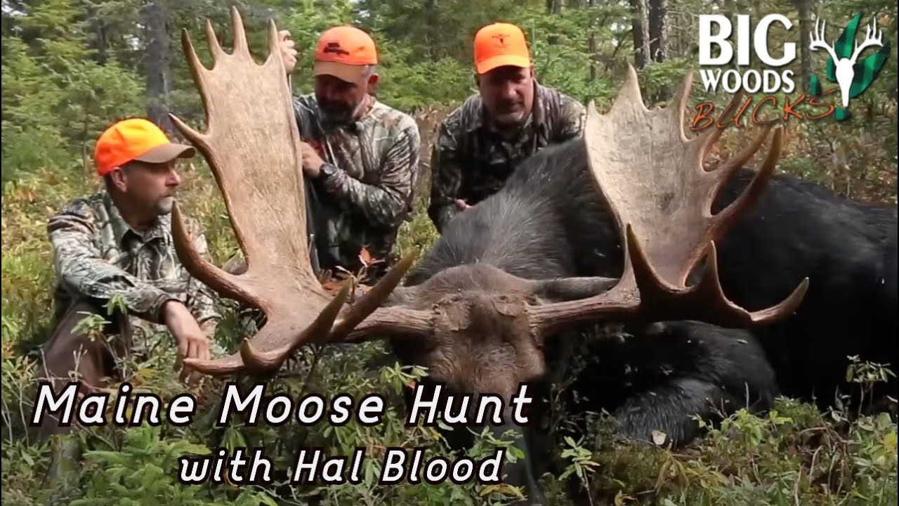 Охота на лося в Северном Мэне, 2014 | Big Woods Bucks