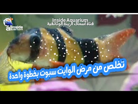 علاج مرض النقط البيضاء في أسماك الزينة بخطوة واحدة