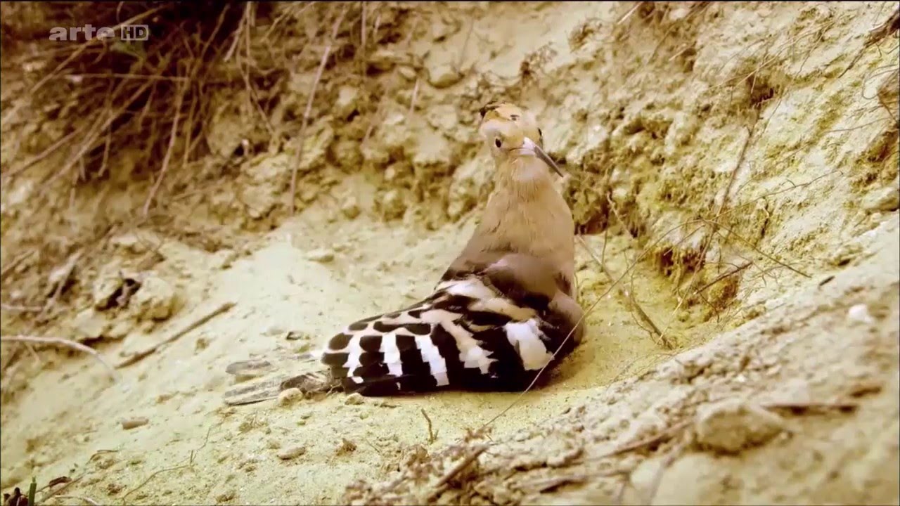 La huppe, le vigneron et le charpentier
