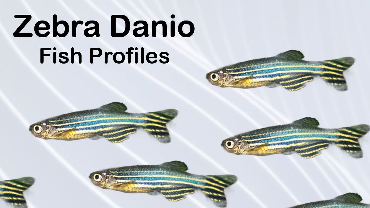 Zebra Danio Care Fish Profiles PetTide 15 YouTube