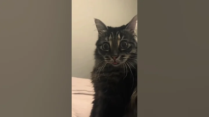 Video 11686691: laugh pets funny cat, cats funny pets animals