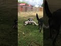 K9 Sensei Dog Training | Dog Agility Training in College station K9 Sensei Dog Training | Dog Agility Training in College station