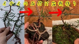 イチイの石付き盆栽作り^ - ^Japanese Yew BONSAI  一位 小品盆栽 ミニ盆栽
