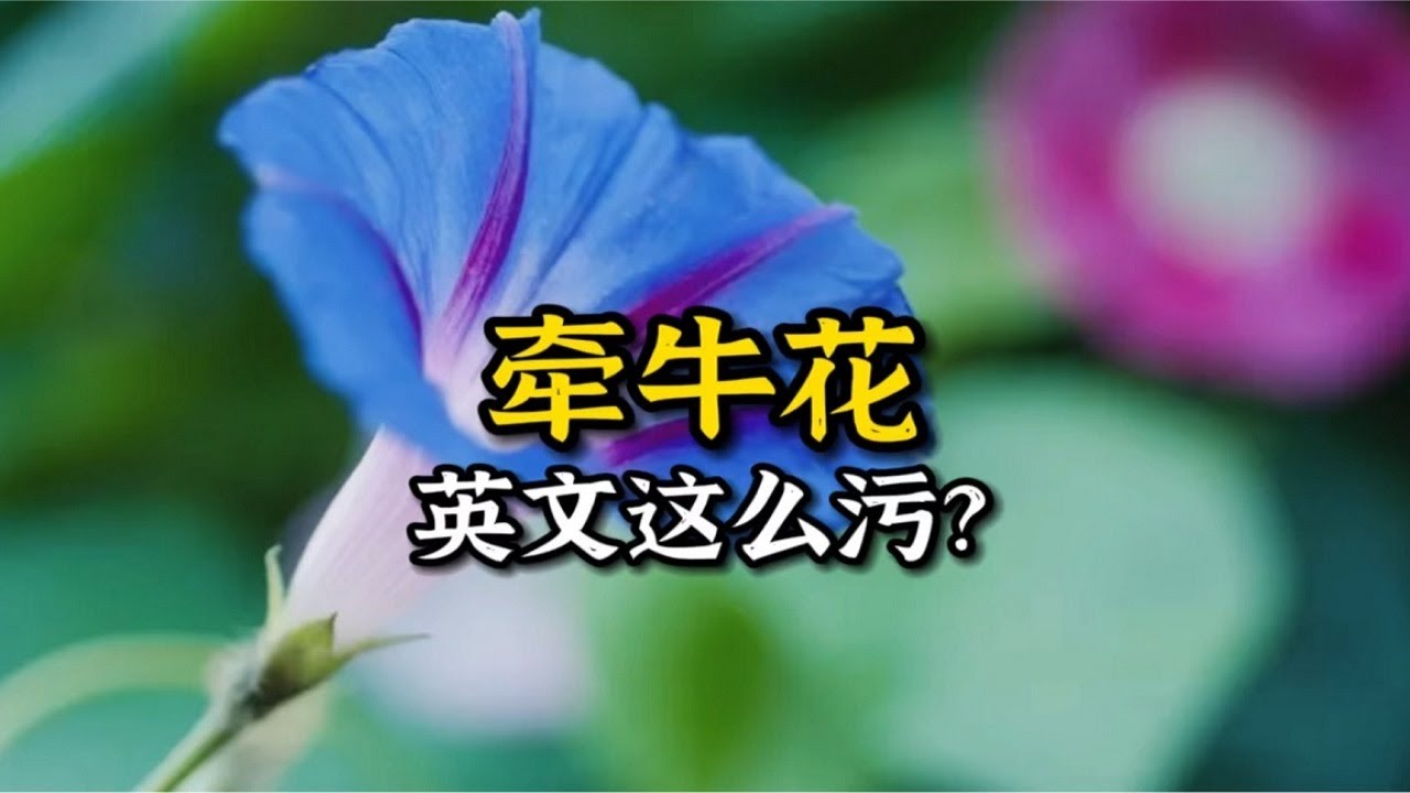 牽牛花 晨勃 它的英文名竟然這麼污 侃哥侃英語 Youtube