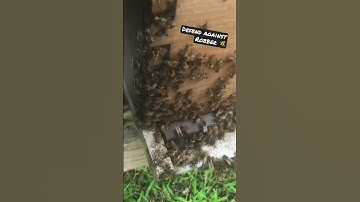 Robber Bees? Learn From A Legend 🐝@PawpawSammyAlyBug