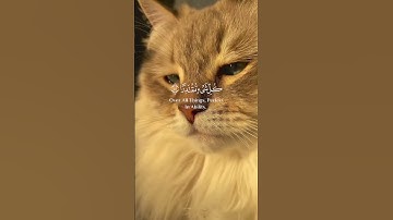 #القرآن_الكريم #راحة_نفسية #تلاوة_خاشعة