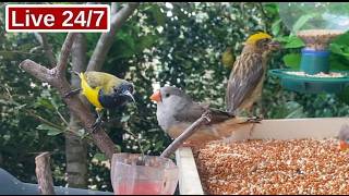 🔴LIVE Bird Feeder Cam 24/7 - Feeding the Birds at Home 🐦 Turn Your Backyard into a Bird Paradise 🐦✨
