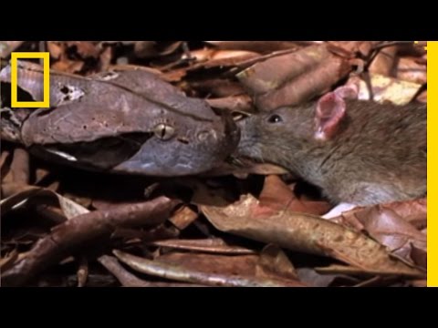 Gaboon Adder vs. Rat | National Geographic