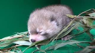 Red Panda Mei Mei Cares For Her Tiny Cub