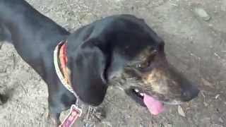 GUNDOG RESCUE CACI プロットMIX(?) メグ・ライアン メグライアン 検索動画46 GUNDOG RESCUE CACI プロットMIX(?) メグ・ライアン メグライアン 検索動画 46