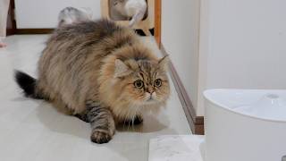 Download Lagu This kitten was so cute as it threatened a cute ornament! MP3