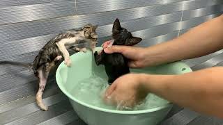 Bath two dirty kittens