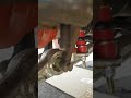 stuck ball joint removal in crx or civic